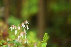 yukinosita