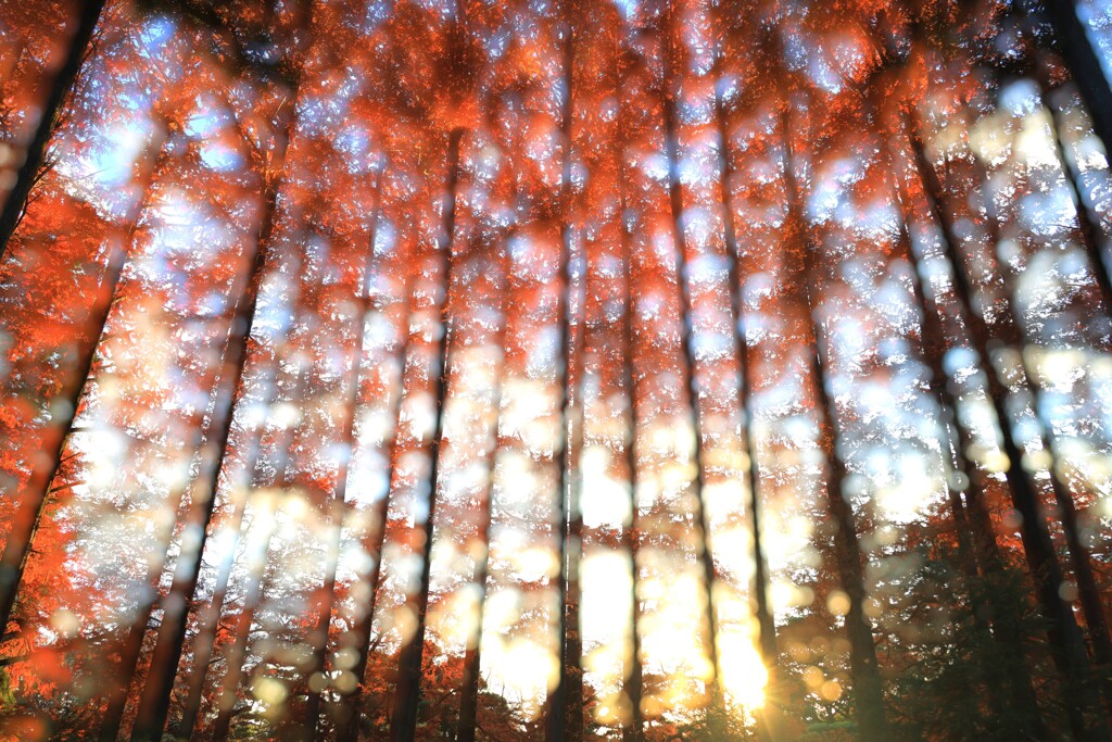 神代植物公園～紅葉３