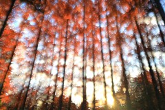 神代植物公園～紅葉３