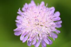colors purple