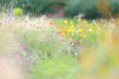 秋の花庭～中之条ガーデンズ4