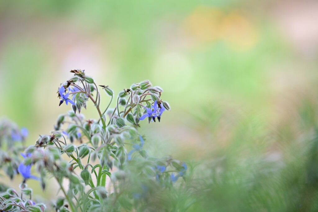 ポリジ～春の終わり近く2