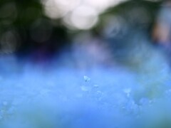 ネモフィラ～昭和記念公園