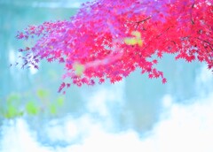 モミジ～狭山公園(多摩湖)2