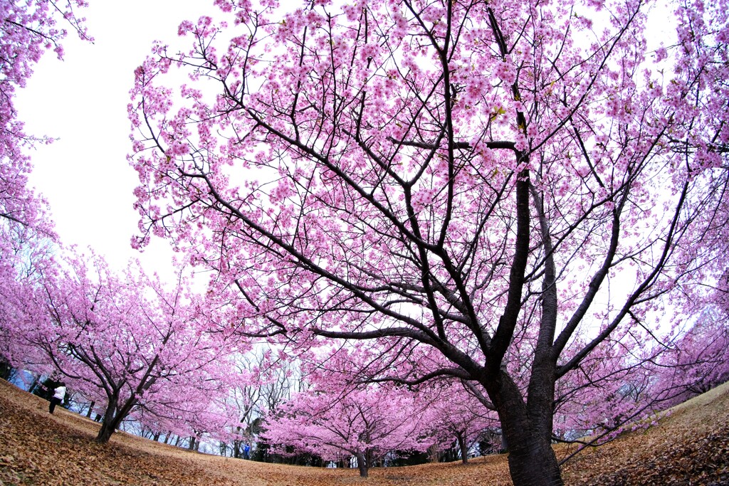 河津桜11～見頃でした♪