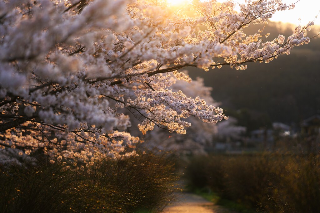 sakura sunset
