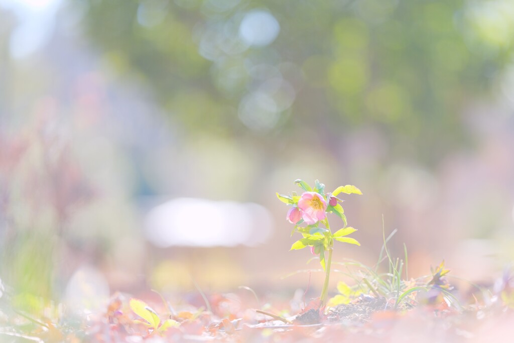 クリスマスローズ～昭和記念公園