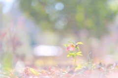 クリスマスローズ～昭和記念公園