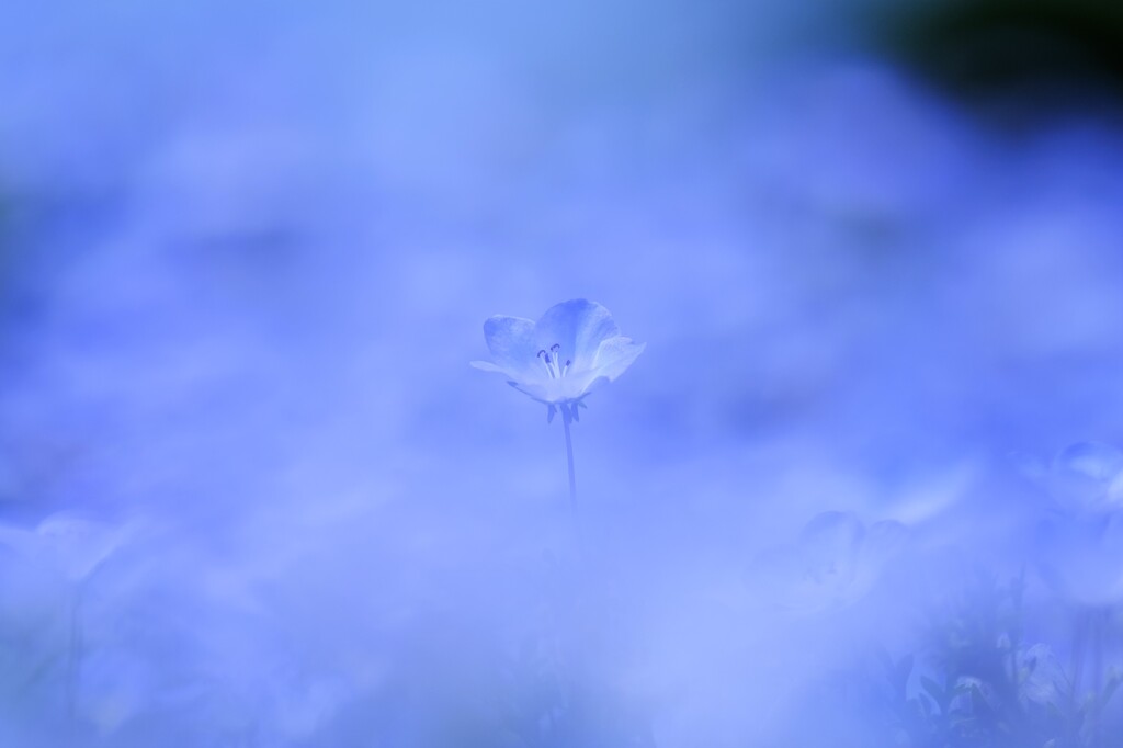 ネモフィラ～鼻高展望花の丘