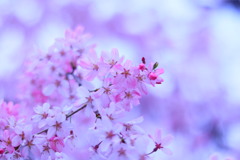 Hanging pink