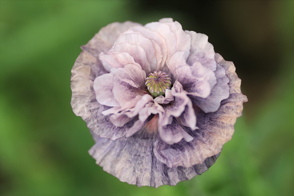 アメイジンググレイ～森林公園