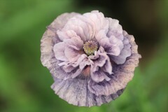 アメイジンググレイ~森林公園 アメイジンググレイ~森林公園