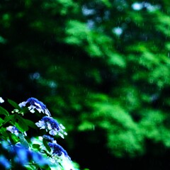 高幡不動～雨紫陽花