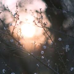 梅～府中市郷土の森博物館