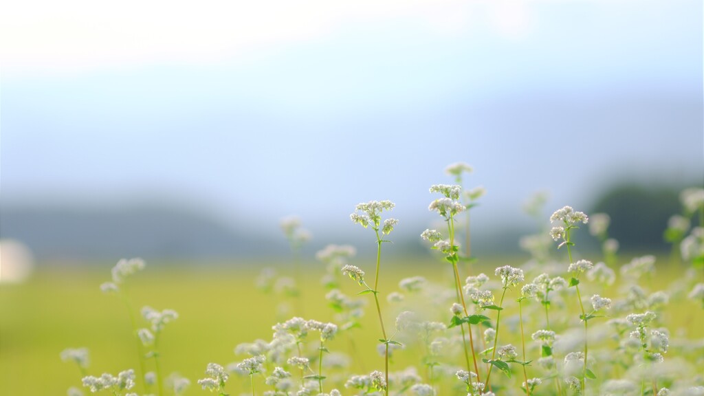蕎麦の花～長野