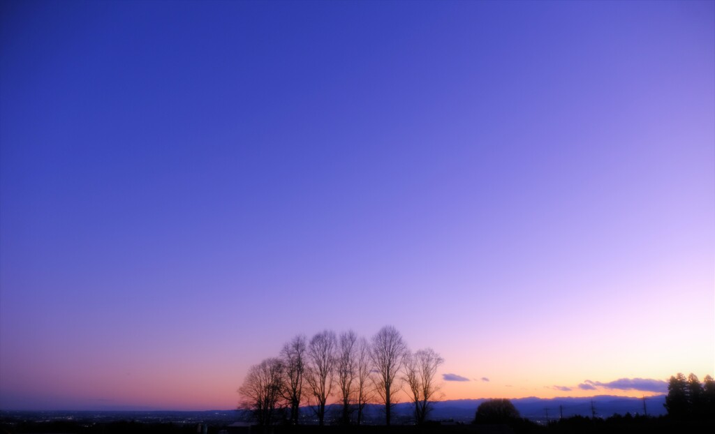 sunset tree