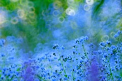 シノグロッサム～夢ハーベスト農場