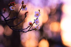 ume