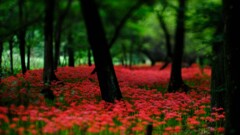 彼岸花見頃始まり~巾着田 彼岸花見頃始まり~巾着田