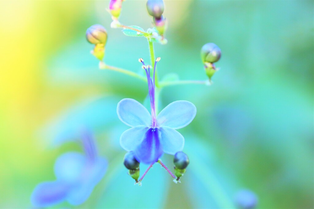 blue butterfly flower