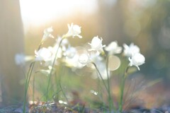 バルボコディウム ～花菜ガーデン