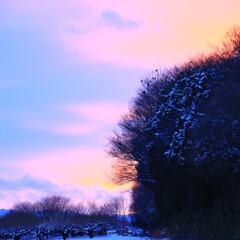 夕焼け～カラスの家１