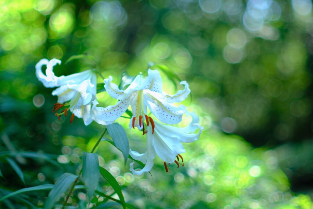 山百合～森林公園(満開)