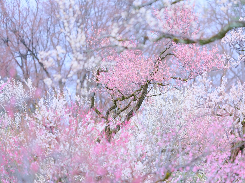 梅～神代植物公園１