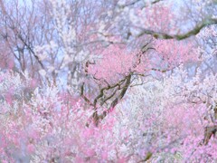 梅～神代植物公園１