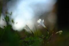 昭和記念公園の冬～原種水仙(バルボコディウム)1