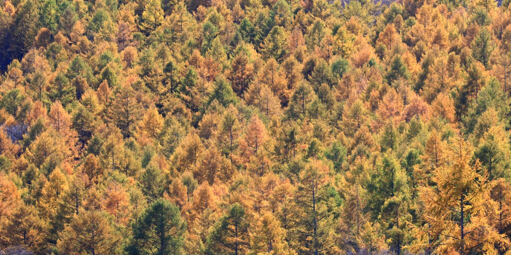 八千穂高原～八ケ嶺橋のカラマツ２