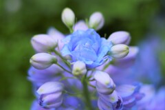 delphinium