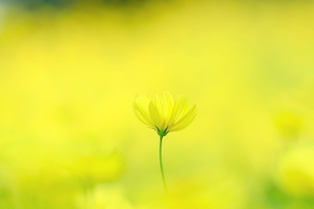 レモンブライト～昭和記念公園コスモス見頃開始