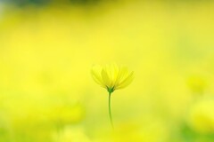 レモンブライト～昭和記念公園コスモス見頃開始