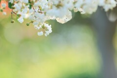 サルスベリ～花菜ガーデン