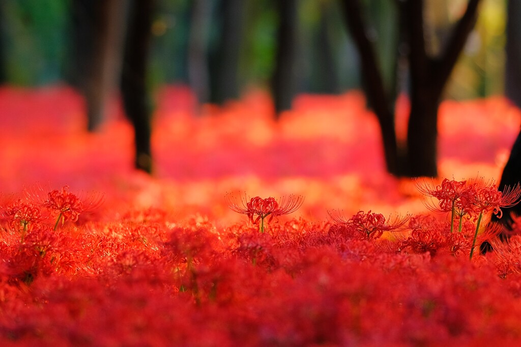 曼珠沙華～巾着田2回目4