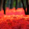 曼珠沙華～巾着田2回目4