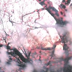 紅梅～府中郷土の森博物館２