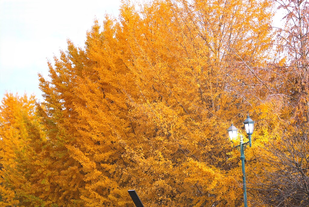 彩の森入間公園～イチョウ１