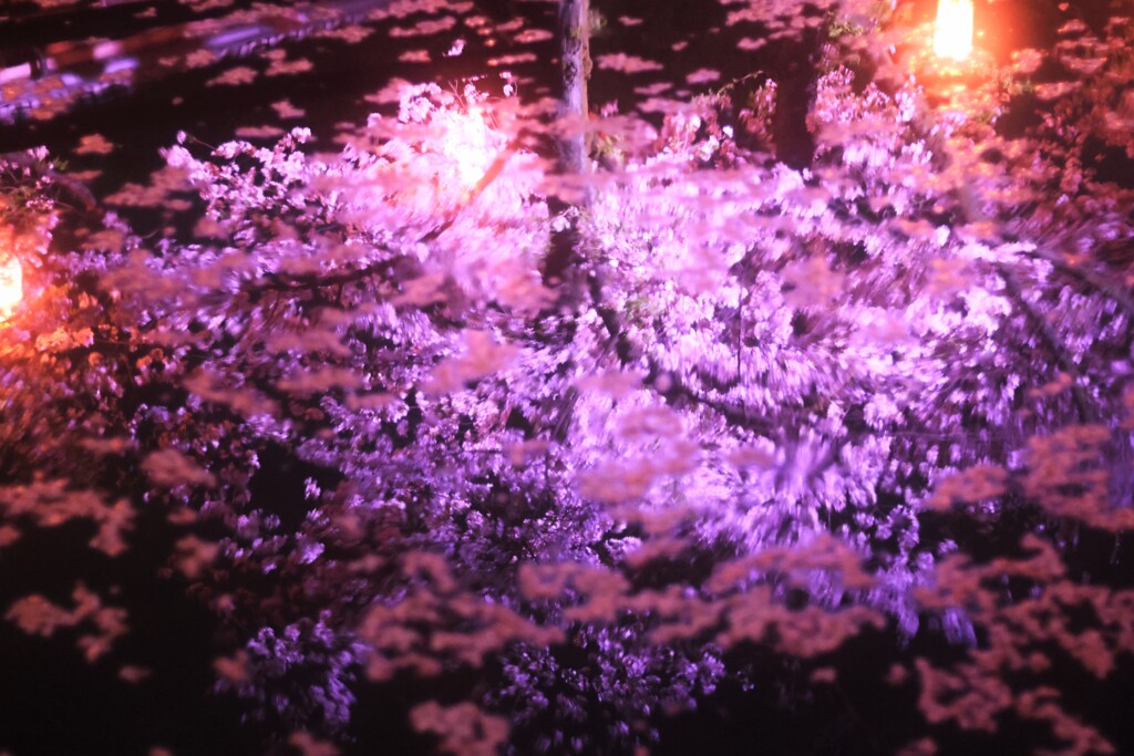 夜水桜～若泉公園