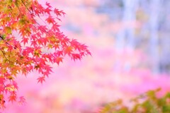 koyo ～軽井沢 紅葉