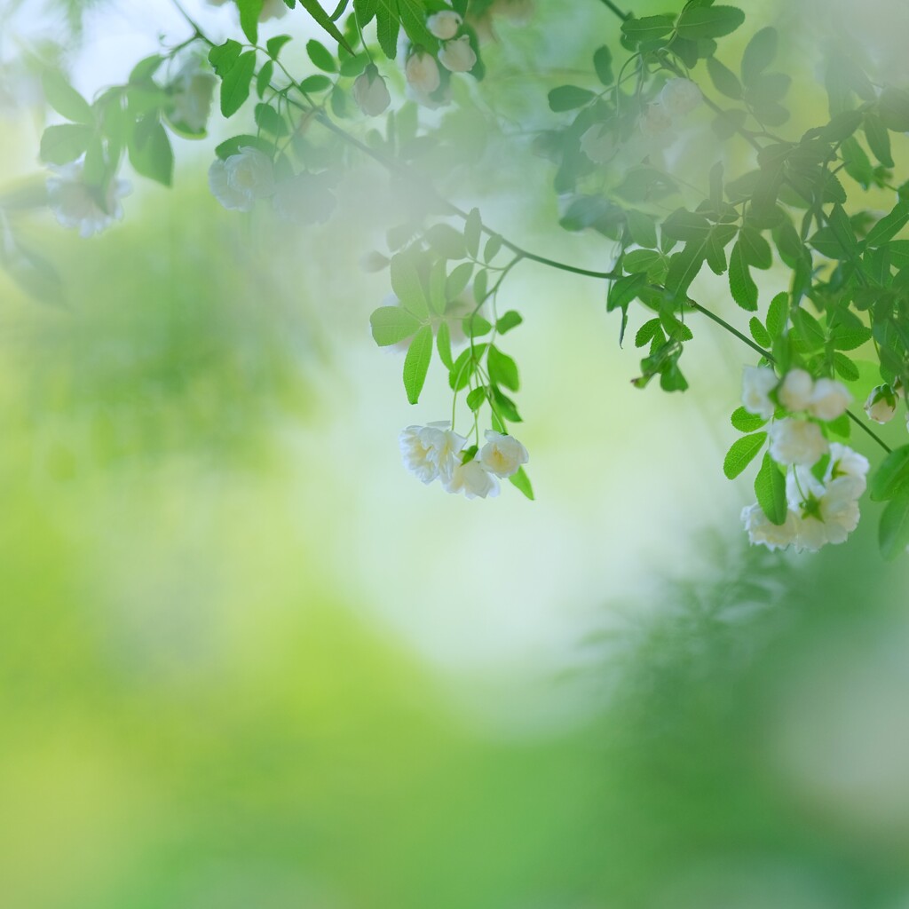 昭和記念公園　～モッコウバラ