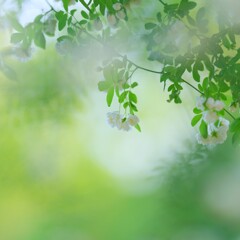 昭和記念公園　～モッコウバラ