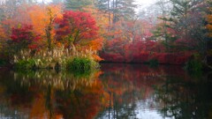 秋の軽井沢~雲場池 秋の軽井沢~雲場池