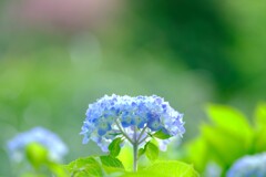 紫陽花～花菜ガーデン3