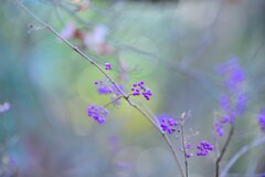 赤い実シリーズ～紫式部～北本自然観察公園