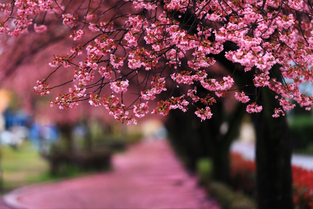 落紅桜道