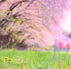 afternoon tanpopo