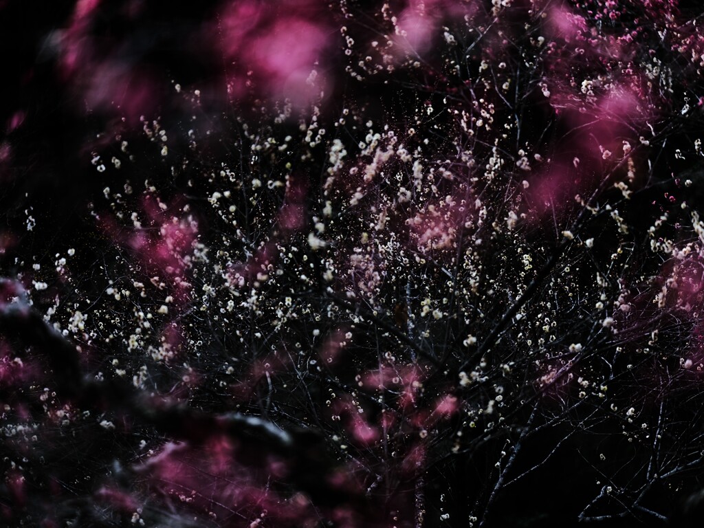 梅～森林公園