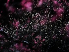 梅～森林公園